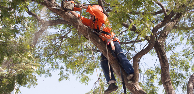  Poda de árvores: responsabilidade, dedicação e cuidado extremos. Faça sol ou faça chuva