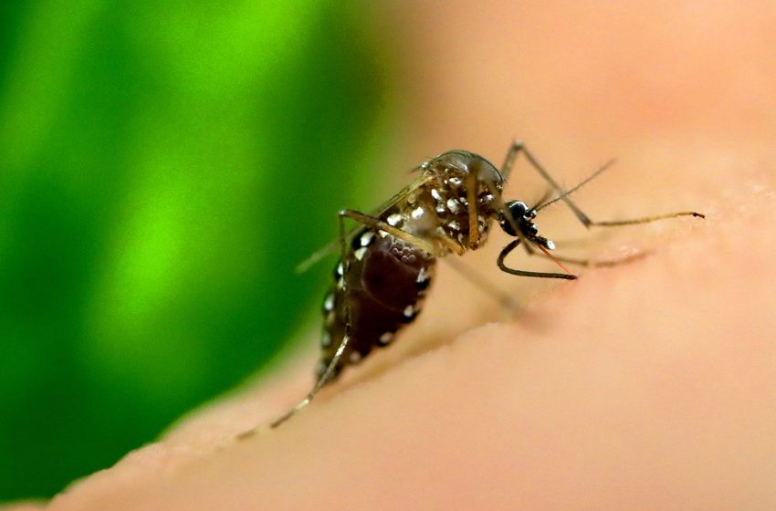  Dengue mata criança na Zona Leste: SIEMACO-SP mobiliza trabalhadores pela prevenção